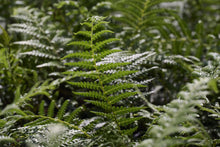 Load image into Gallery viewer, Tasmanian Tree Fern 5G