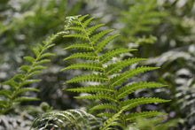 Load image into Gallery viewer, Tasmanian Tree Fern 5G
