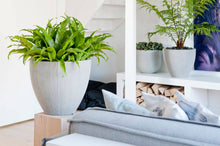 Load image into Gallery viewer, Jesslyn Planter, Light Grey
