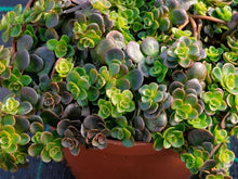 Load image into Gallery viewer, Sedum Chinese 6"
