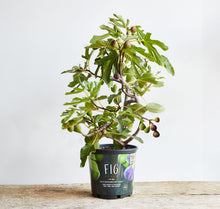 Load image into Gallery viewer, Fig Tree