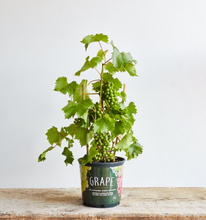 Load image into Gallery viewer, Grape Vine