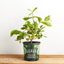 Load image into Gallery viewer, Guava Fruit Tree