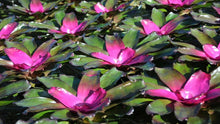 Load image into Gallery viewer, Neoregelia 1G/6"