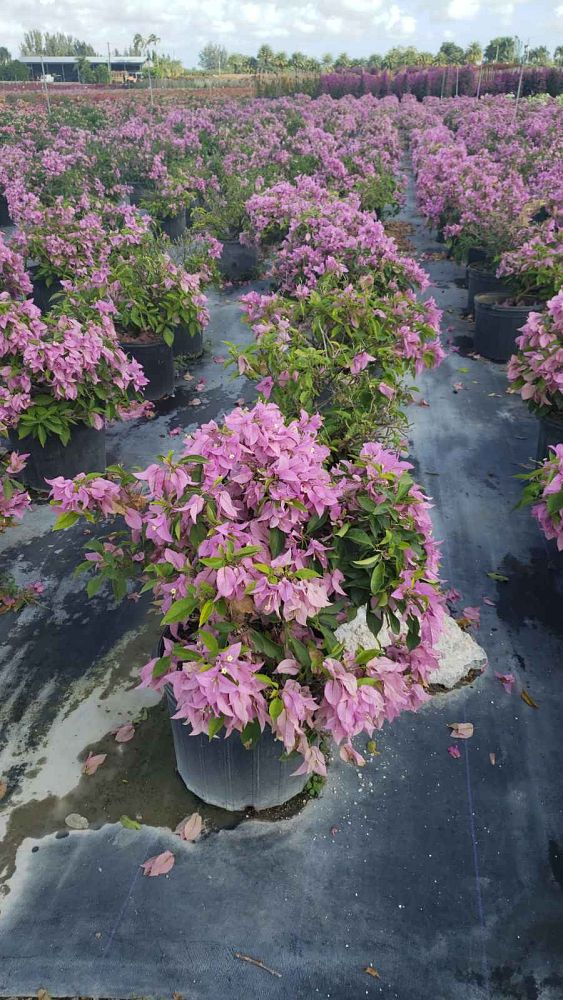 Bougainvillea Silhouette 3G/10"