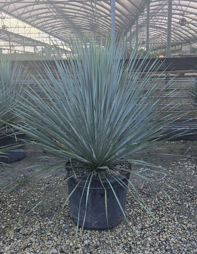 Yucca Rostrata Silver Select – Casaplanta Miami