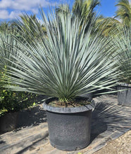 Load image into Gallery viewer, Yucca Rostrata 17"/15G