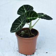 Load image into Gallery viewer, Alocasia Combo 3G/10"