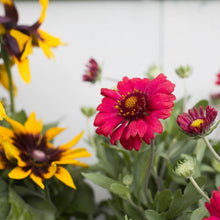 Load image into Gallery viewer, Gaillardia Assorted 1G/6"