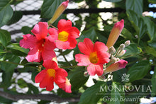Load image into Gallery viewer, Scarlet Trumpet Vine 1G/6"