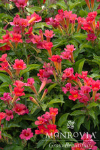 Load image into Gallery viewer, Scarlet Trumpet Vine 1G/6"