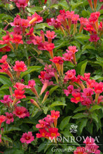 Load image into Gallery viewer, Scarlet Trumpet Vine 1G/6"