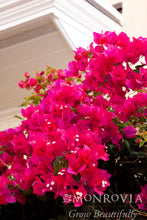 Load image into Gallery viewer, Bougainvillea Barbara Karst