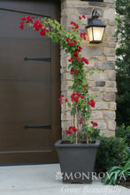 Load image into Gallery viewer, Bougainvillea Barbara Karst