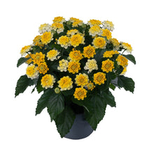 Load image into Gallery viewer, Lantana Heartland 1G/6”