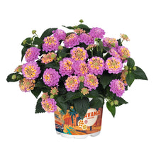 Load image into Gallery viewer, Lantana Heartland 1G/6”