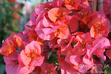 Load image into Gallery viewer, Bougainvillea Camarillo Fiesta