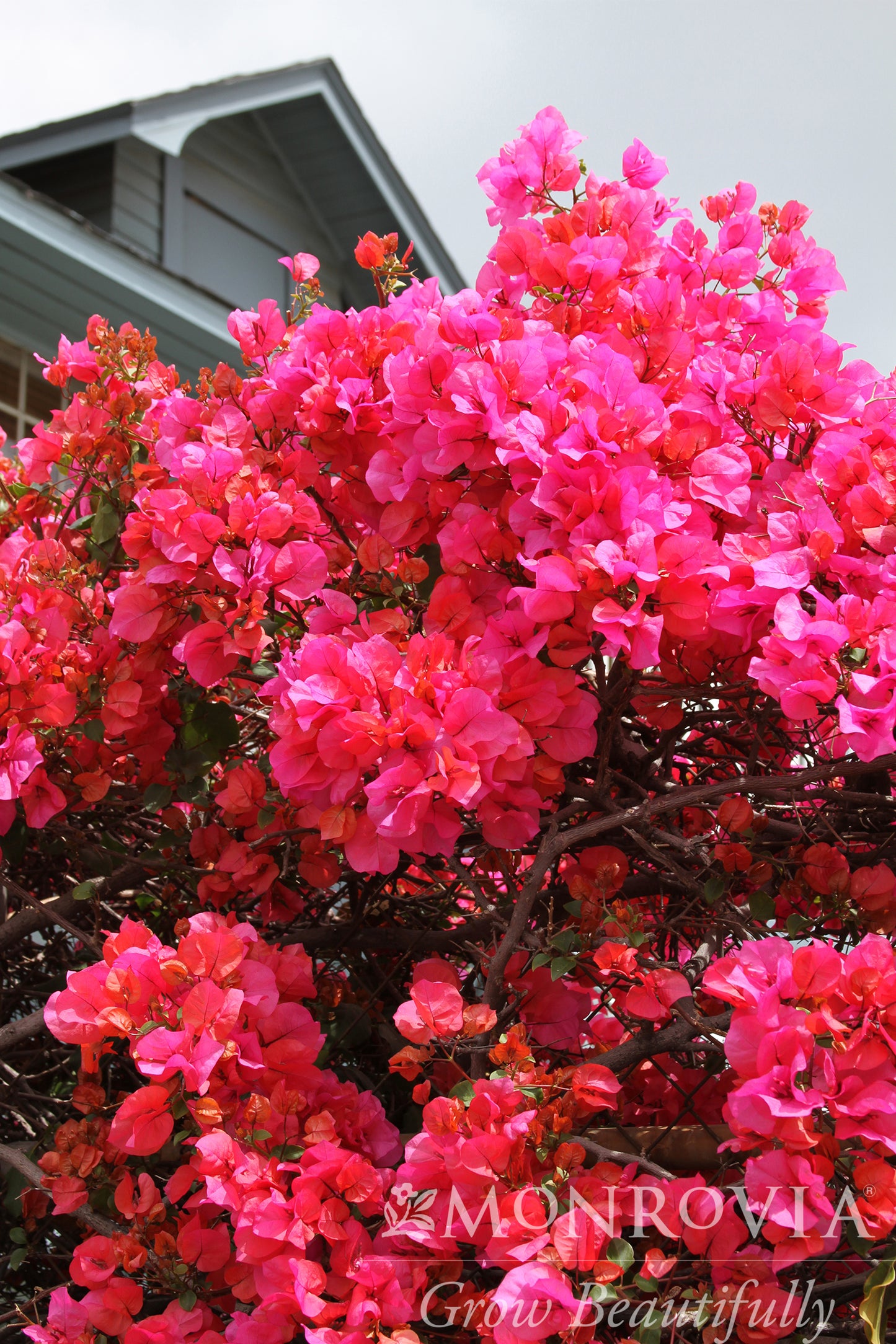 Bougainvillea Camarillo Fiesta
