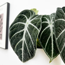 Load image into Gallery viewer, Alocasia Combo 3G/10"