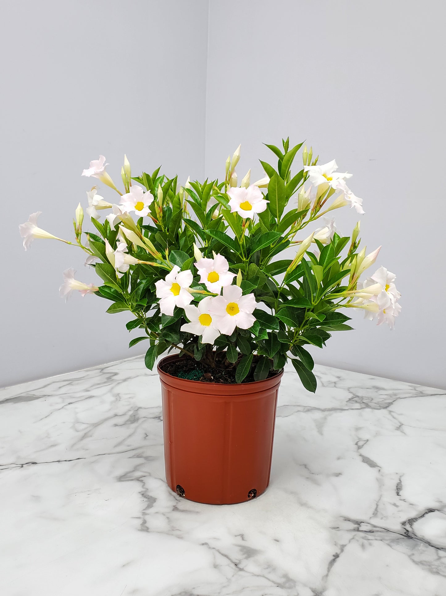 Dipladenia Bush 10"/3G