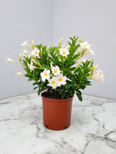Load image into Gallery viewer, Dipladenia Bush 6"/1G