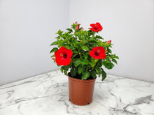Load image into Gallery viewer, Hibiscus Bush Yoder Dwarf