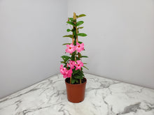 Load image into Gallery viewer, Mandevilla Trellis 3 Gallon