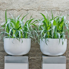Load image into Gallery viewer, Sunny, Glossy White