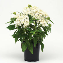 Load image into Gallery viewer, Penta Lucky Star 1G/6”