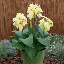 Load image into Gallery viewer, Canna Pacific 1G/6"