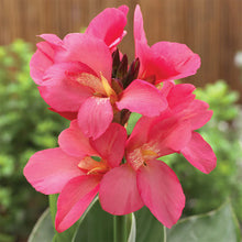 Load image into Gallery viewer, Canna Pacific 1G/6"