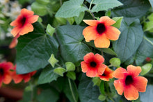 Load image into Gallery viewer, Thunbergia Arizona 12" HB