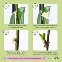 Load image into Gallery viewer, Crazy Keiki Cloning Paste