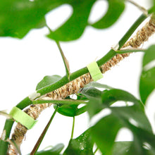 Load image into Gallery viewer, Reusable Plant Tape - 20"