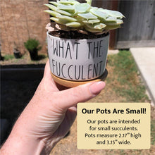 Load image into Gallery viewer, Funny Succulent Pots 3"