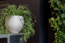 Load image into Gallery viewer, Mini Orb Pot, Grey Washed