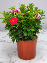 Load image into Gallery viewer, Dipladenia Bush 6"/1G