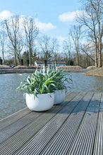 Load image into Gallery viewer, Sunny, Glossy White