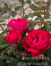 Load image into Gallery viewer, Rose GRC N' GRT™, Pink