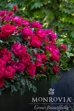 Load image into Gallery viewer, Rose GRC N' GRT™, Pink