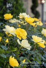 Load image into Gallery viewer, Rose GRC N' GRT™ Yellow