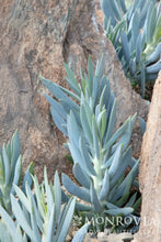 Load image into Gallery viewer, Senecio Mount Everest 8"/2G