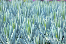 Load image into Gallery viewer, Senecio Mount Everest 8"/2G