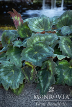 Load image into Gallery viewer, Begonia Tectonic® Asteroid 1G