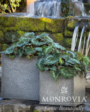 Load image into Gallery viewer, Begonia Tectonic® Asteroid 1G