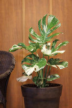 Load image into Gallery viewer, Monstera Thai Constellation 2G/8"