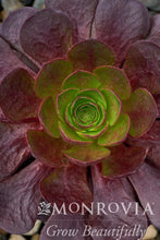 Load image into Gallery viewer, Semponium Destiny Black 6"/1G