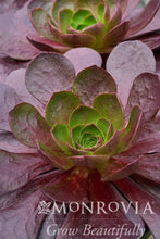 Load image into Gallery viewer, Semponium Destiny Black 6"/1G