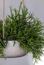 Load image into Gallery viewer, Eileen Hanging, Grey Washed