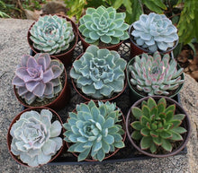 Load image into Gallery viewer, Echeveria Assorted